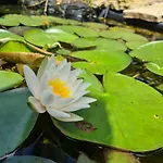 Bed & Breakfast Le Tonneau Insolite Bacchus - Le Souffle Du Saule -