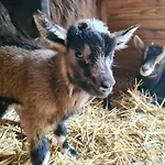 Le Tonneau Insolite Bacchus - Le Souffle Du Saule - *