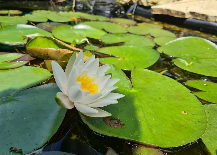 Bed & Breakfast Le Tonneau Insolite Bacchus - Le Souffle Du Saule -