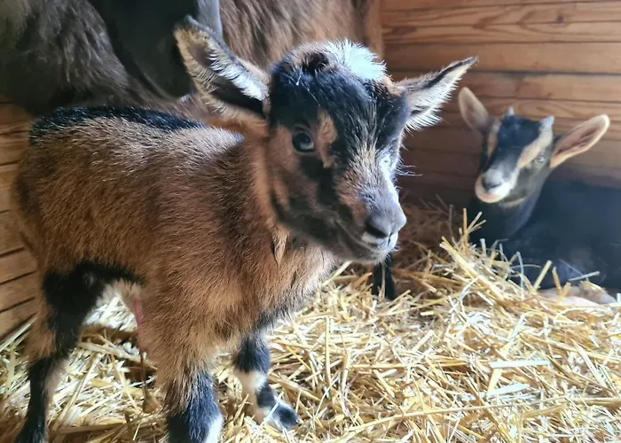Le Tonneau Insolite Bacchus - Le Souffle Du Saule - *