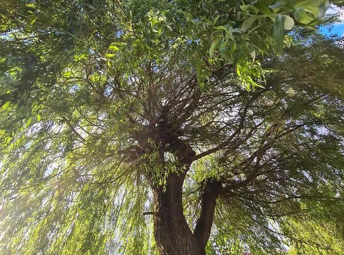 Le Tonneau Insolite Bacchus - Le Souffle Du Saule - Bed & Breakfast *