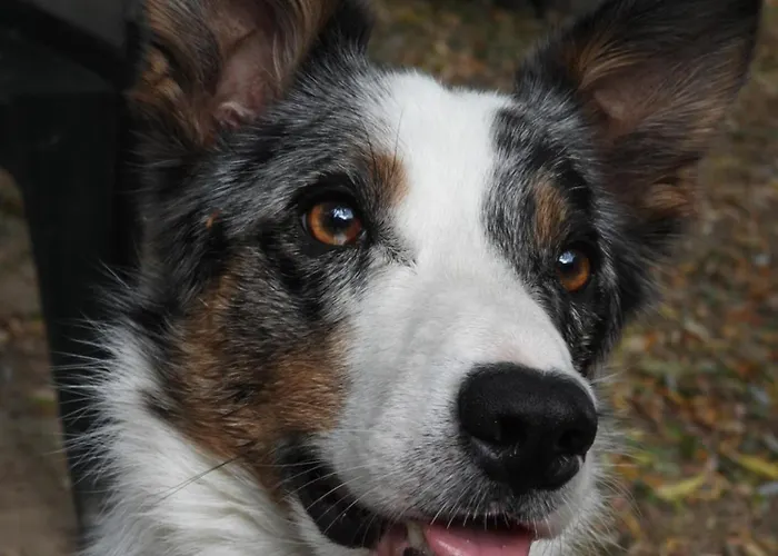 Le Tonneau Insolite Bacchus - Le Souffle Du Saule - Bed & Breakfast